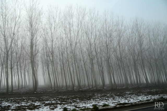 foggy_trees